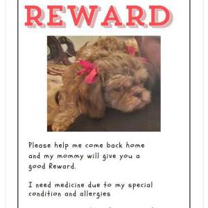 Lost Dog Mochi