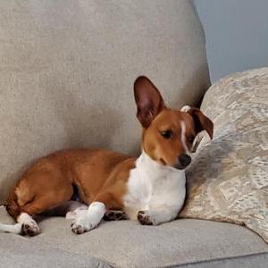 Lost Dog Lucy