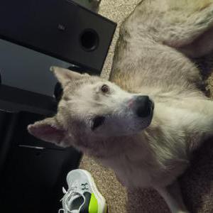 Found Dog Unknown