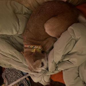Lost Dog Rosie