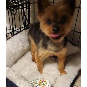 Lost Dog Lucey