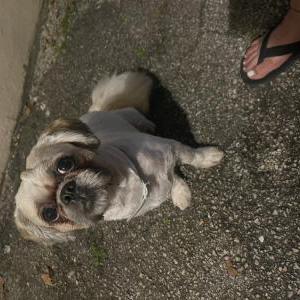 Found Dog Unknown