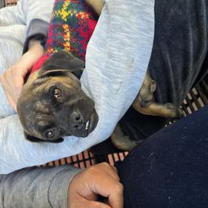 Found Dog Unknown