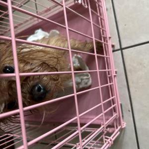 Found Dog Unknown