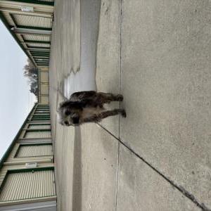 Found Dog Unknown