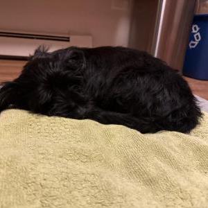 Found Dog Unknown