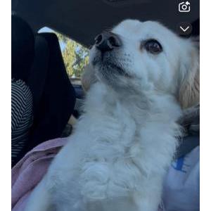 Lost Dog Biscuit
