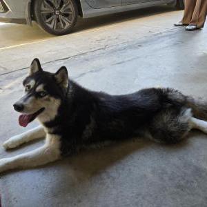 Found Dog Ash