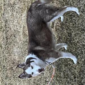 Found Dog Unknown