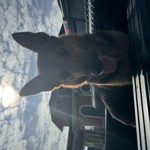 Found Dog Unknown
