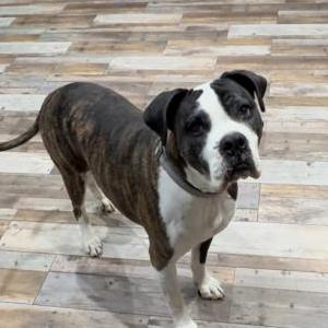 Lost Dog DUKE