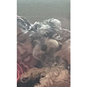 Lost Dog Brooklyn