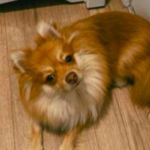 Lost Dog Jack