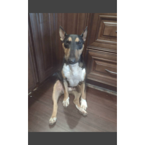 Lost Dog Tank