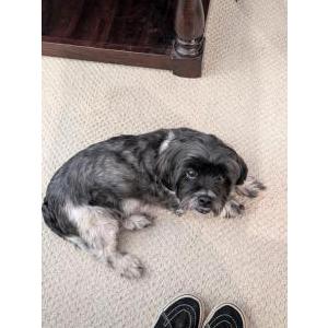 Image of Unknown, Found Dog
