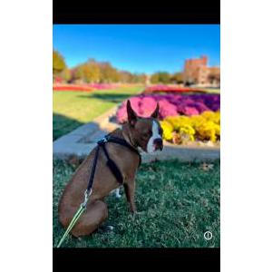 Image of Rue, Lost Dog