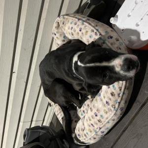 Found Dog unknown