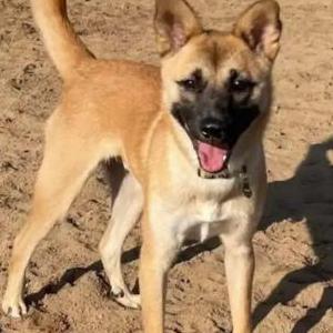 Lost Dog Toby
