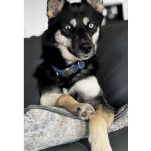 Lost Dog Kash Zimmer
