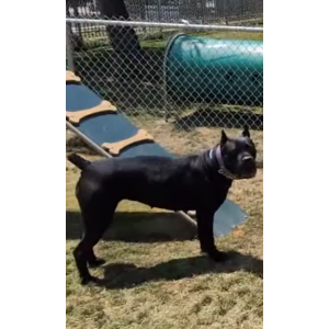 Lost Dog Xena