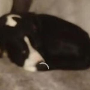 Lost Dog Dude