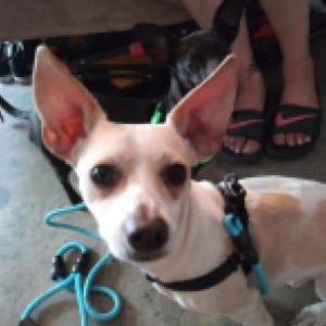 Lost Dog Rocky