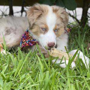 Lost Dog Frida
