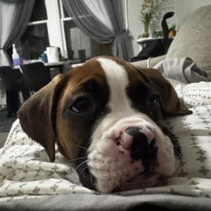 Lost Dog Mr. Bigs