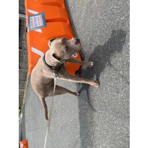 Lost Dog Rocky