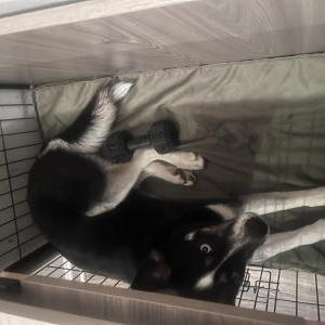 Lost Dog Brooklyn