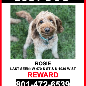 Lost Dog Rosie