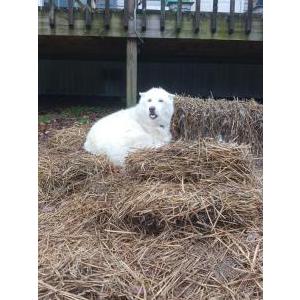 Image of Polo, Lost Dog