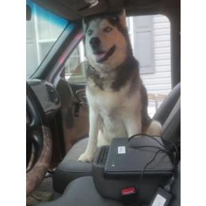 Image of Marco, Lost Dog