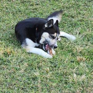 Lost Dog Gracie