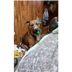 Lost Dog Lilboy