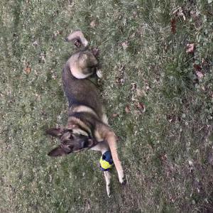 Lost Dog Cola
