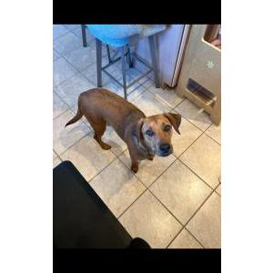 Lost Dog Bohdi “Bo”