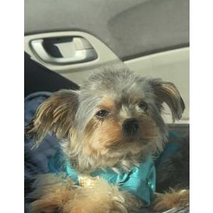 Image of Major, Lost Dog