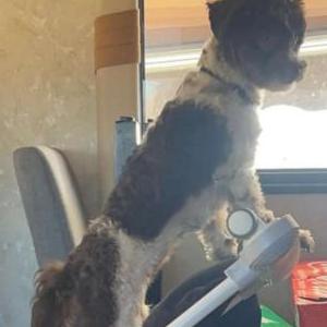 Lost Dog Babe