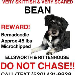 Lost Dog Bean