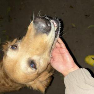 Found Dog Unknown