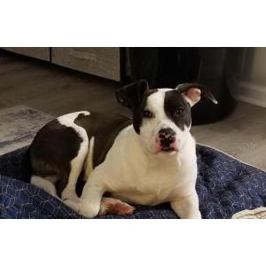 Image of Unknown, Found Dog