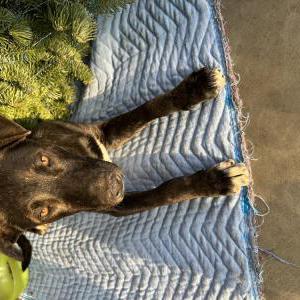 Found Dog Unknown