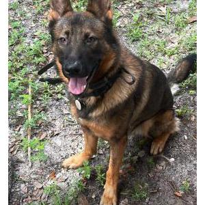 Lost Dog Spike