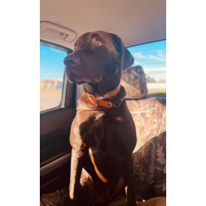 Lost Dog Rick