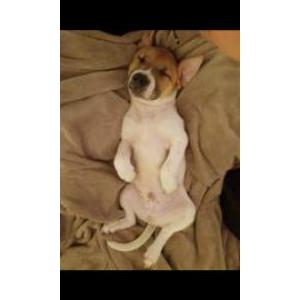 Image of Chico, Lost Dog