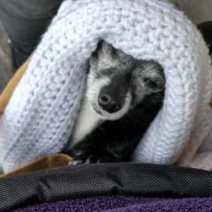 Lost Dog Lando