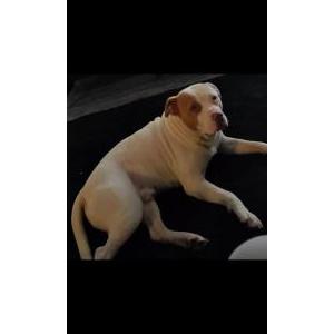 Lost Dog Bud