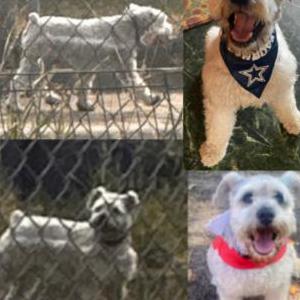 Lost Dog Ace