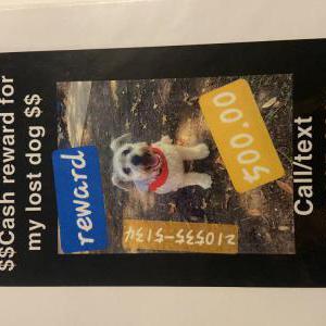 2nd Image of Ace, Lost Dog